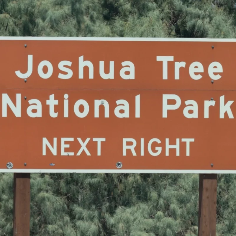 Discover the Magic of Joshua Tree in the Summer