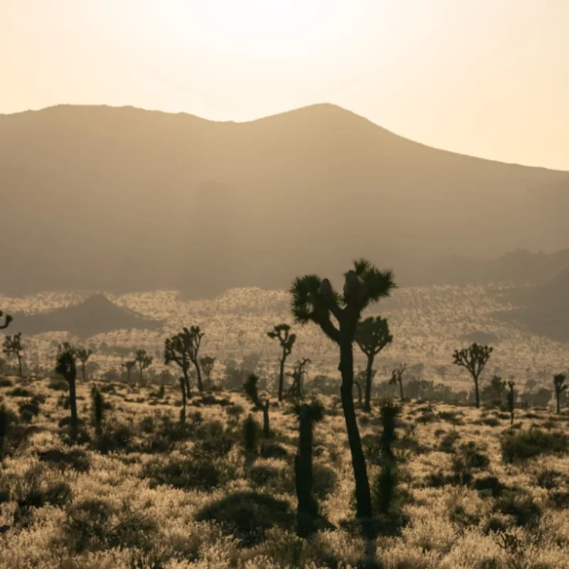 Exploring the Best Times to Visit Joshua Tree