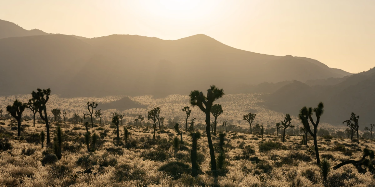 Joshua Tree National Park, CA