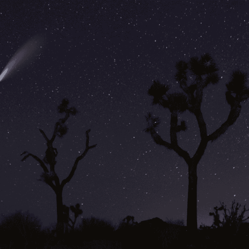 Joshua Tree at Night