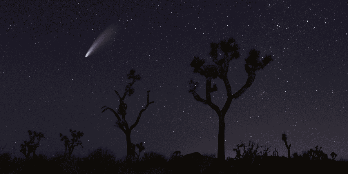 Joshua Tree at Night