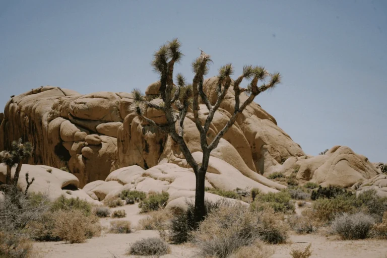 Joshua Tree National Park